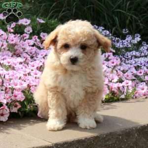 Rio, Bich-Poo Puppy