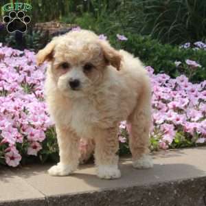 Rio, Bich-Poo Puppy