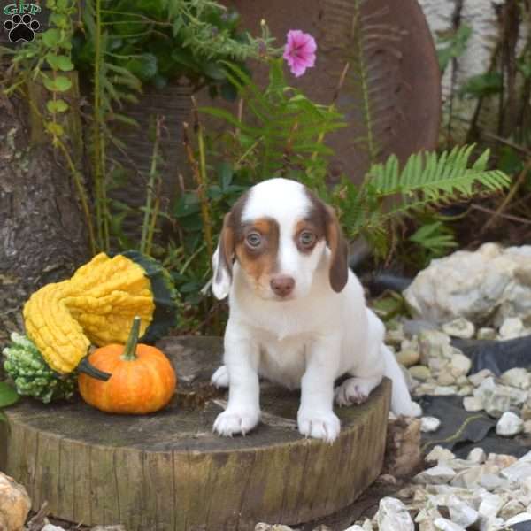 Ripples, Jack Russell Mix Puppy