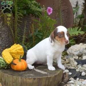 Ripples, Jack Russell Mix Puppy
