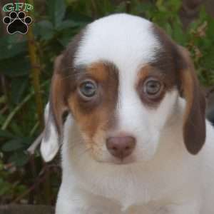 Ripples, Jack Russell Mix Puppy