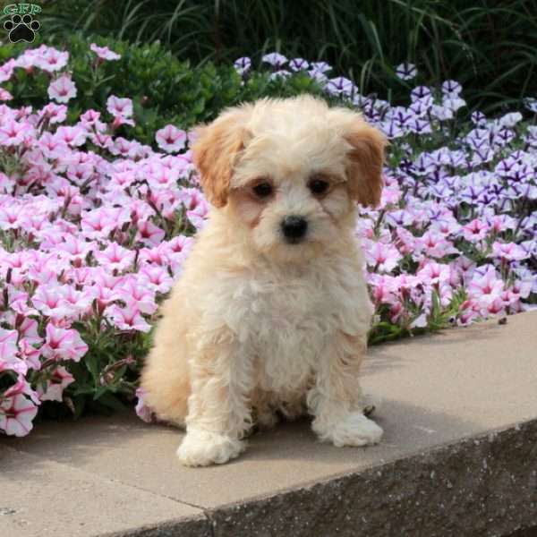 Rita, Bich-Poo Puppy