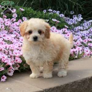 Rita, Bich-Poo Puppy