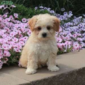 Rita, Bich-Poo Puppy