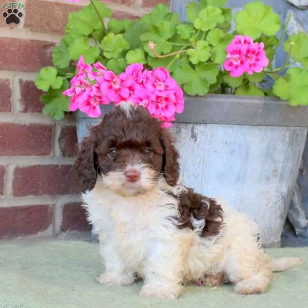 River, Cockapoo Puppy