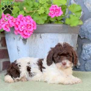 River, Cockapoo Puppy