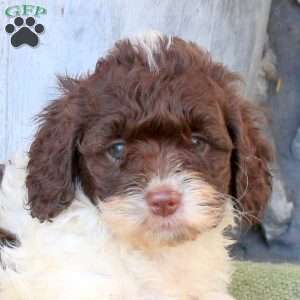 River, Cockapoo Puppy