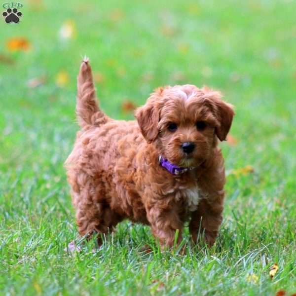River, Goldendoodle Puppy