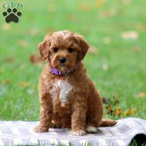 River, Goldendoodle Puppy