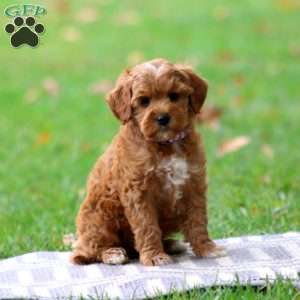 River, Goldendoodle Puppy
