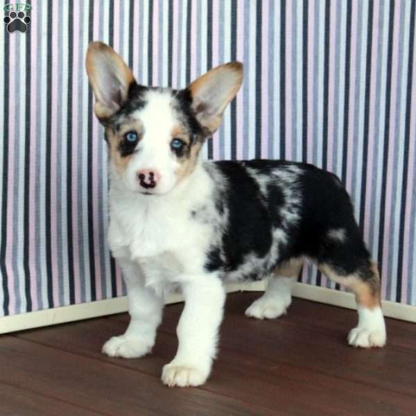 Robert, Pembroke Welsh Corgi Puppy