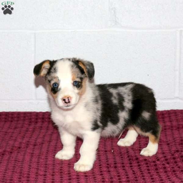 Robert, Pembroke Welsh Corgi Puppy