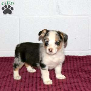Robert, Pembroke Welsh Corgi Puppy
