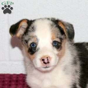 Robert, Pembroke Welsh Corgi Puppy