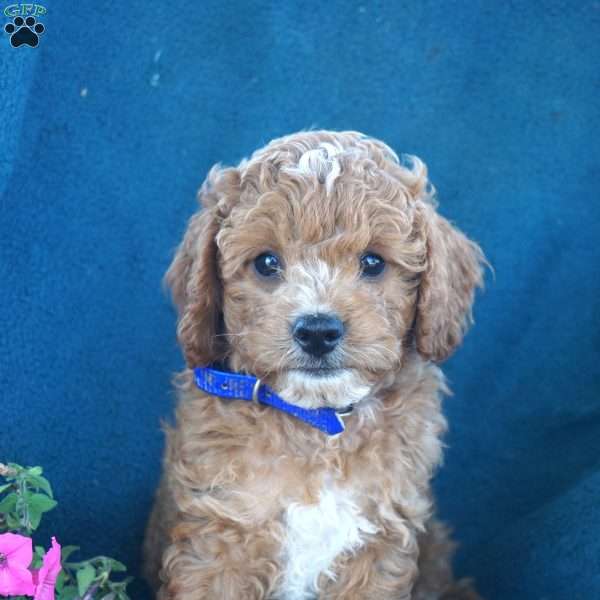 Robert, Cavapoo Puppy