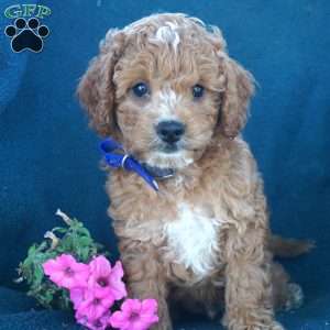 Robert, Cavapoo Puppy