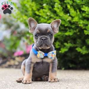 Robin, Frenchton Puppy