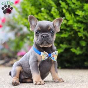 Robin, Frenchton Puppy
