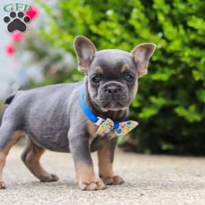 Robin, Frenchton Puppy