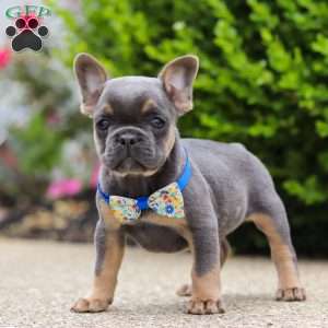 Robin, Frenchton Puppy