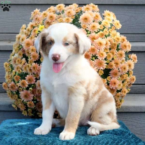 Robin, Australian Shepherd Puppy