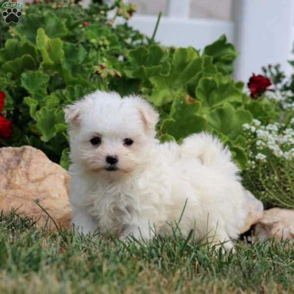 Robin, Maltese Puppy