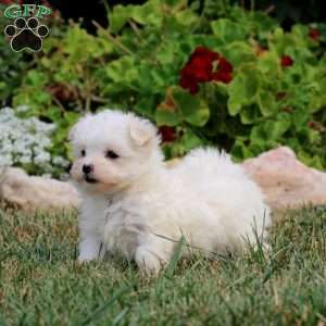 Robin, Maltese Puppy