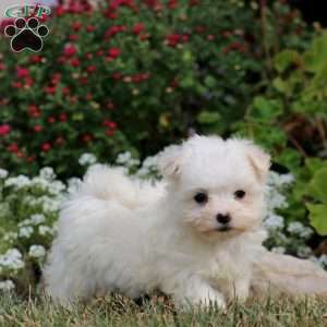 Robin, Maltese Puppy
