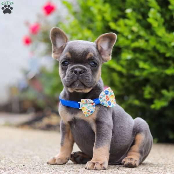 Robin, Frenchton Puppy