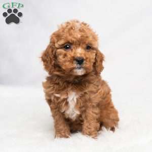 Robyn, Cavapoo Puppy