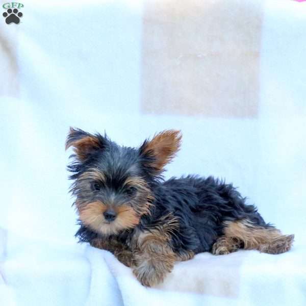Rocket, Yorkie Puppy