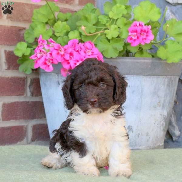 Rocky, Cockapoo Puppy