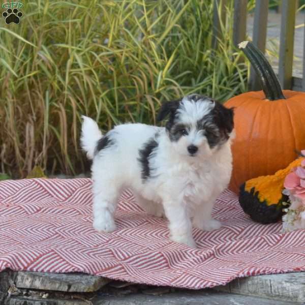 Rocky, Pomeranian Mix Puppy