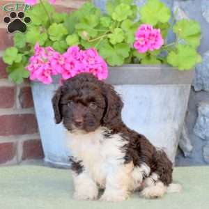 Rocky, Cockapoo Puppy