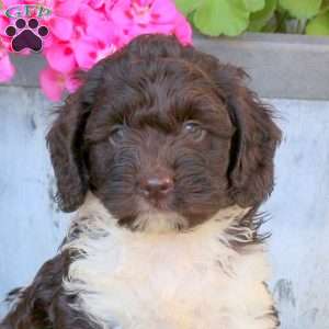 Rocky, Cockapoo Puppy