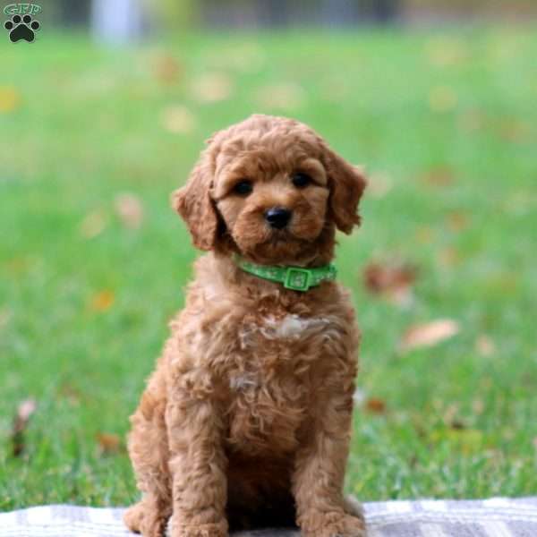Rocky, Goldendoodle Puppy
