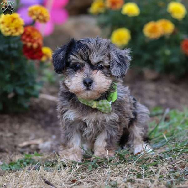 Rocky, Shih-Poo Puppy