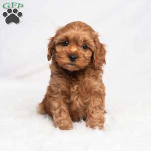 Romaine, Cavapoo Puppy