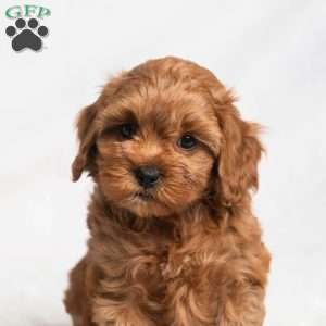 Romaine, Cavapoo Puppy
