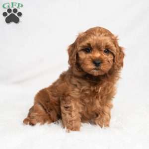 Romaine, Cavapoo Puppy