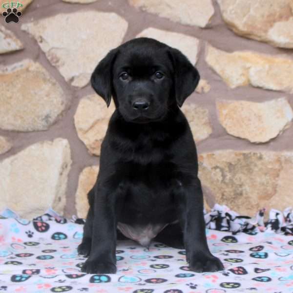 Roman, Black Labrador Retriever Puppy