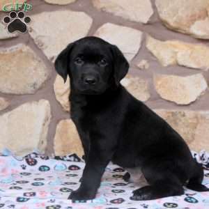 Roman, Black Labrador Retriever Puppy