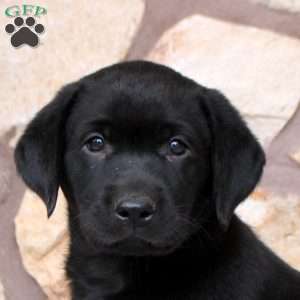 Roman, Black Labrador Retriever Puppy