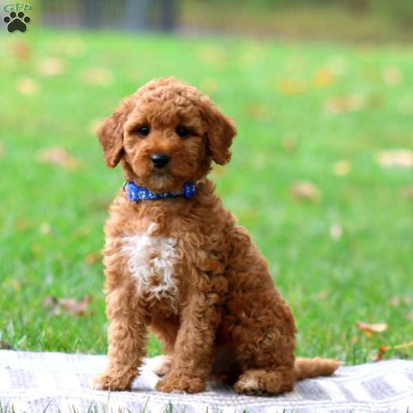 Roman, Goldendoodle Puppy