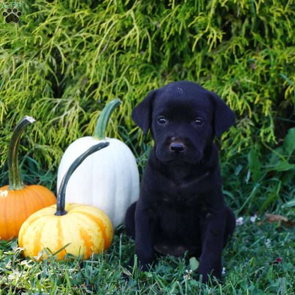 Roman, Black Labrador Retriever Puppy