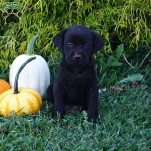Roman, Black Labrador Retriever Puppy