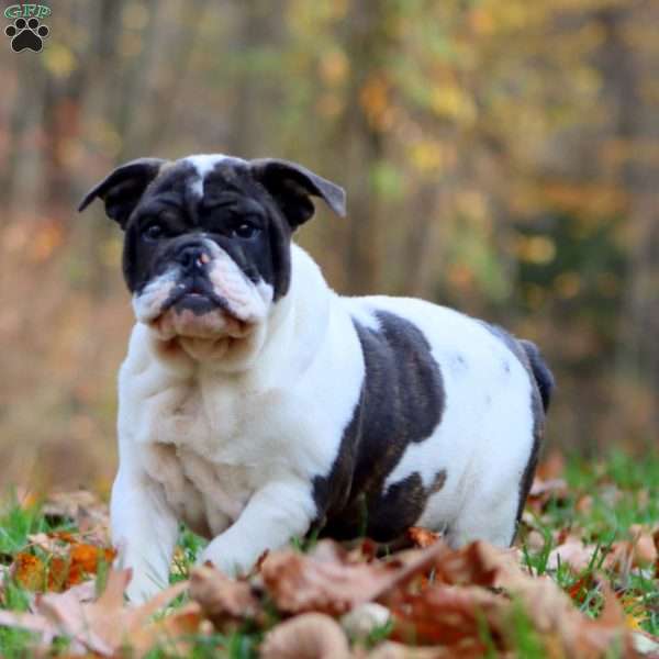 Rome, English Bulldog Puppy