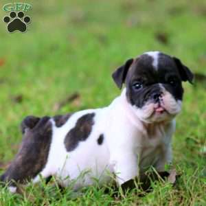 Rome, English Bulldog Puppy