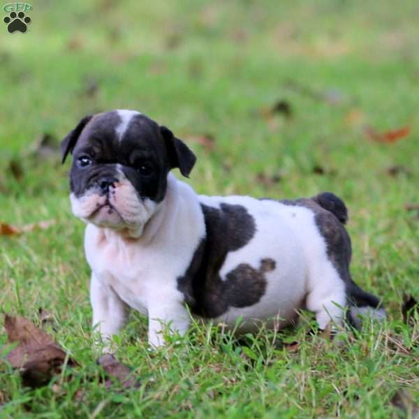 Rome, English Bulldog Puppy