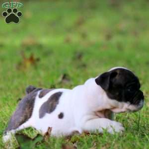 Rome, English Bulldog Puppy